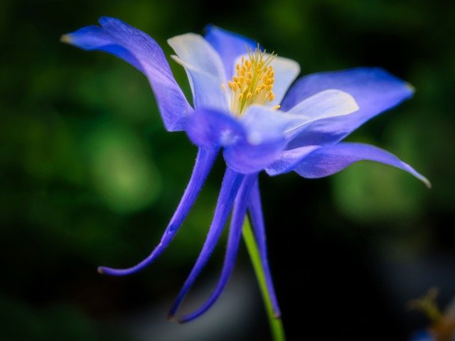 Free Garden Webinar Series #1 - Best Plants for Beginners