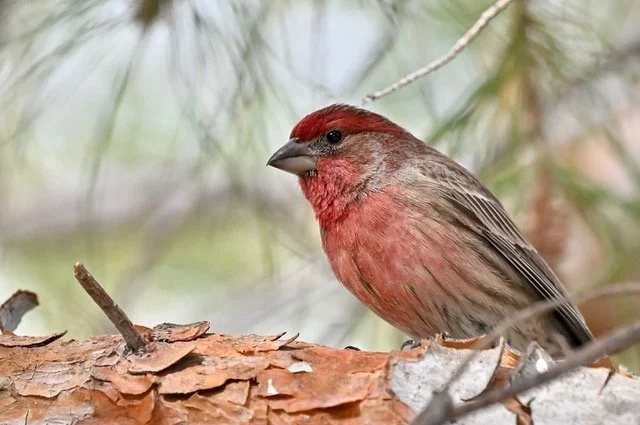 Free Garden Webinar Series #2 - Backyard Birding with Geologist Frank Fitch
