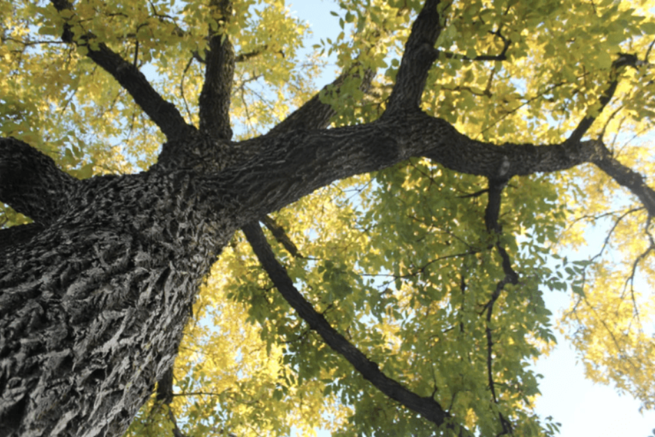 Free Garden Webinar Series #3 - Best Trees