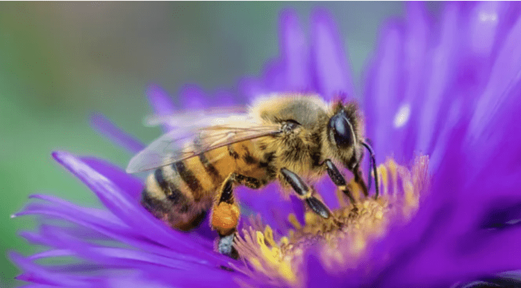 Garden Webinar Series #5: Garden Insect Management with Karim Gharbi, Entomologist and CSU Denver Extension Horticulture Agent with CO State University Denver Extension