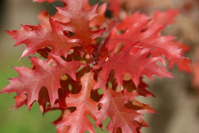 Free Garden Webinar Series #3 - Best Trees with Amanda Westendorf, ISA Certified Arborist with The Park People