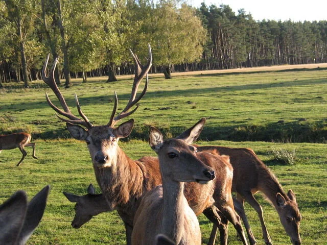 Wildpark Boek.jpg