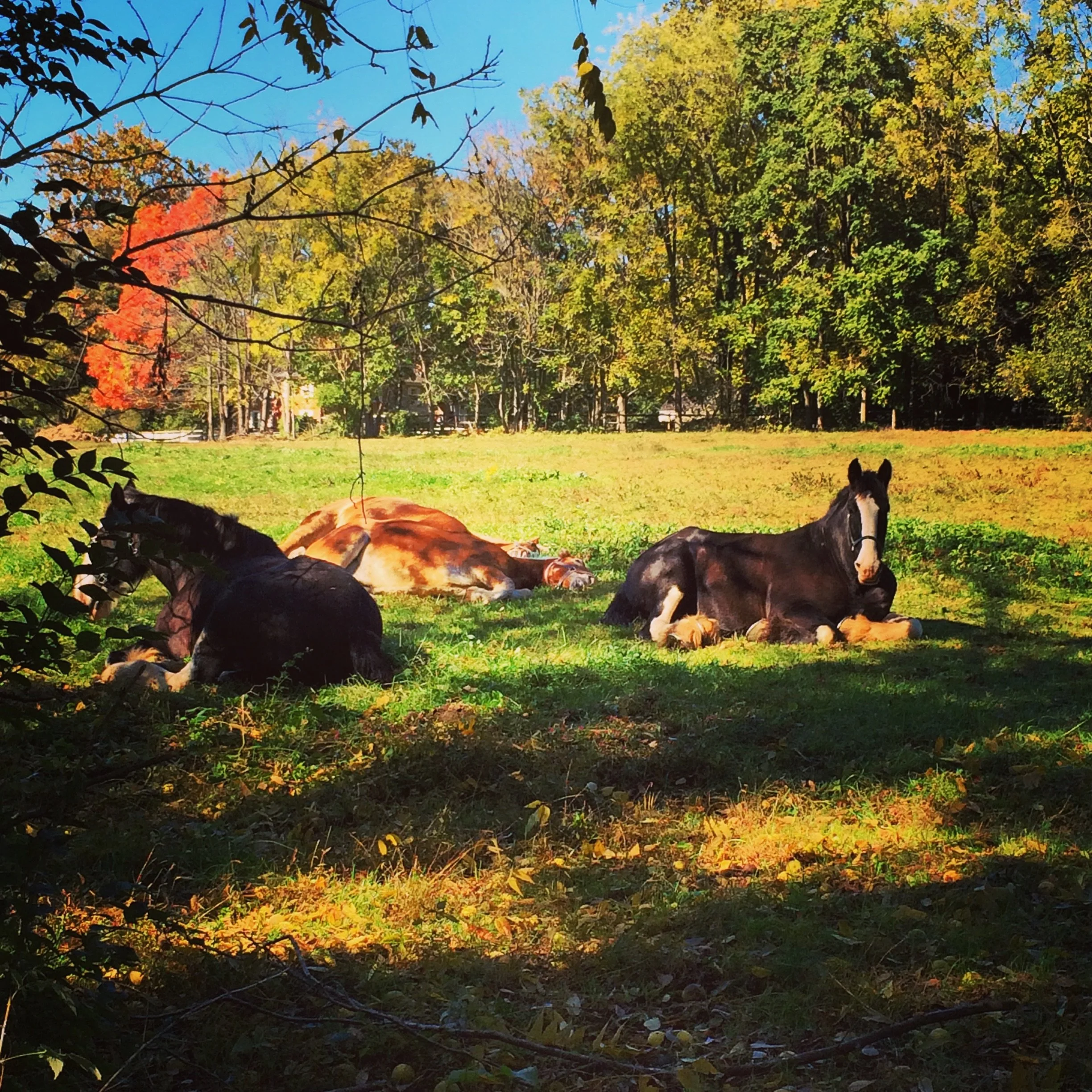 October&hellip; the quiet month before the holiday rush starts! I am working on illustrations which I can&rsquo;t share so I have no artwork to post. But here&rsquo;s a photo from the Landis Valley Village Museum, on the street I used to live in Lanc