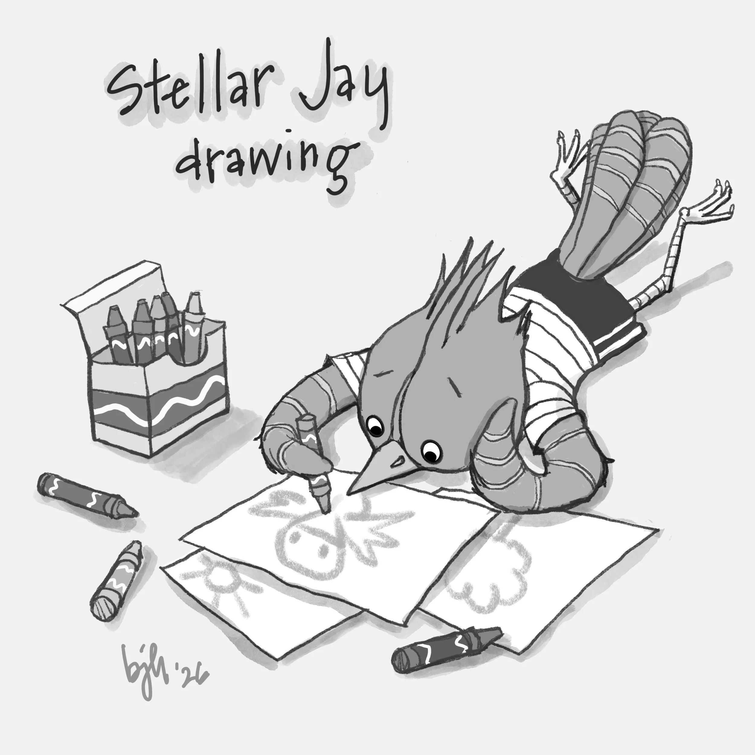 "Stellar Jay drawing"