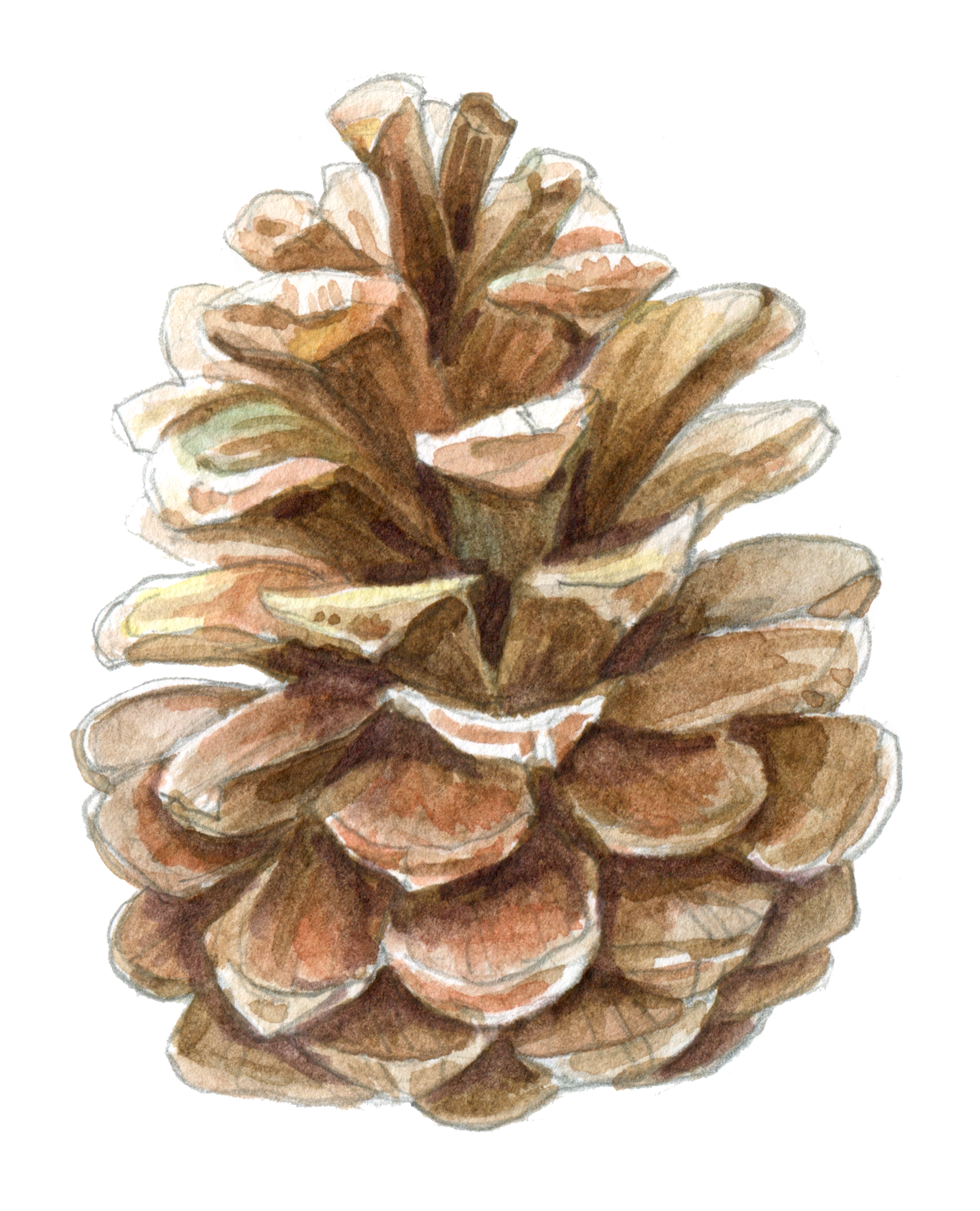 Close-up watercolor painting of a pinecone.