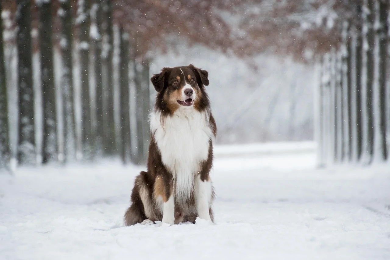 Dog Dry Skin Winter Guide: Causes, Prevention, and Fast Relief