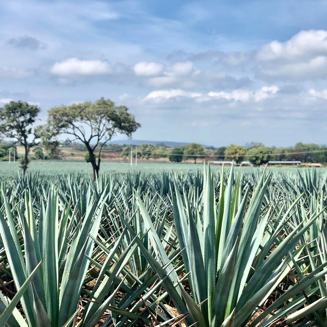 @eltesorotequila Master Distiller Carlos Camarena introduced a sustainable genetic diversity initiative, known as the Bat Friendly Tequila and Mezcal Project, at La Alte&ntilde;a Distillery in 2016. The goal is to preserve and protect the unique spec