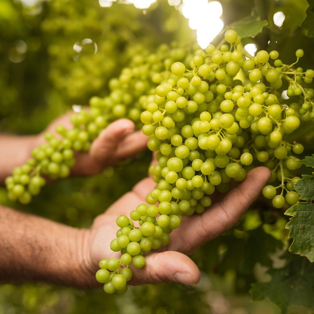 At Maison Ferrand they are committed to vineyard management practices that preserve a terroir conducive to biodiversity. Their efforts over the years have enhanced the quality of the vines, while protecting the local ecosystem. The use of herbicides 