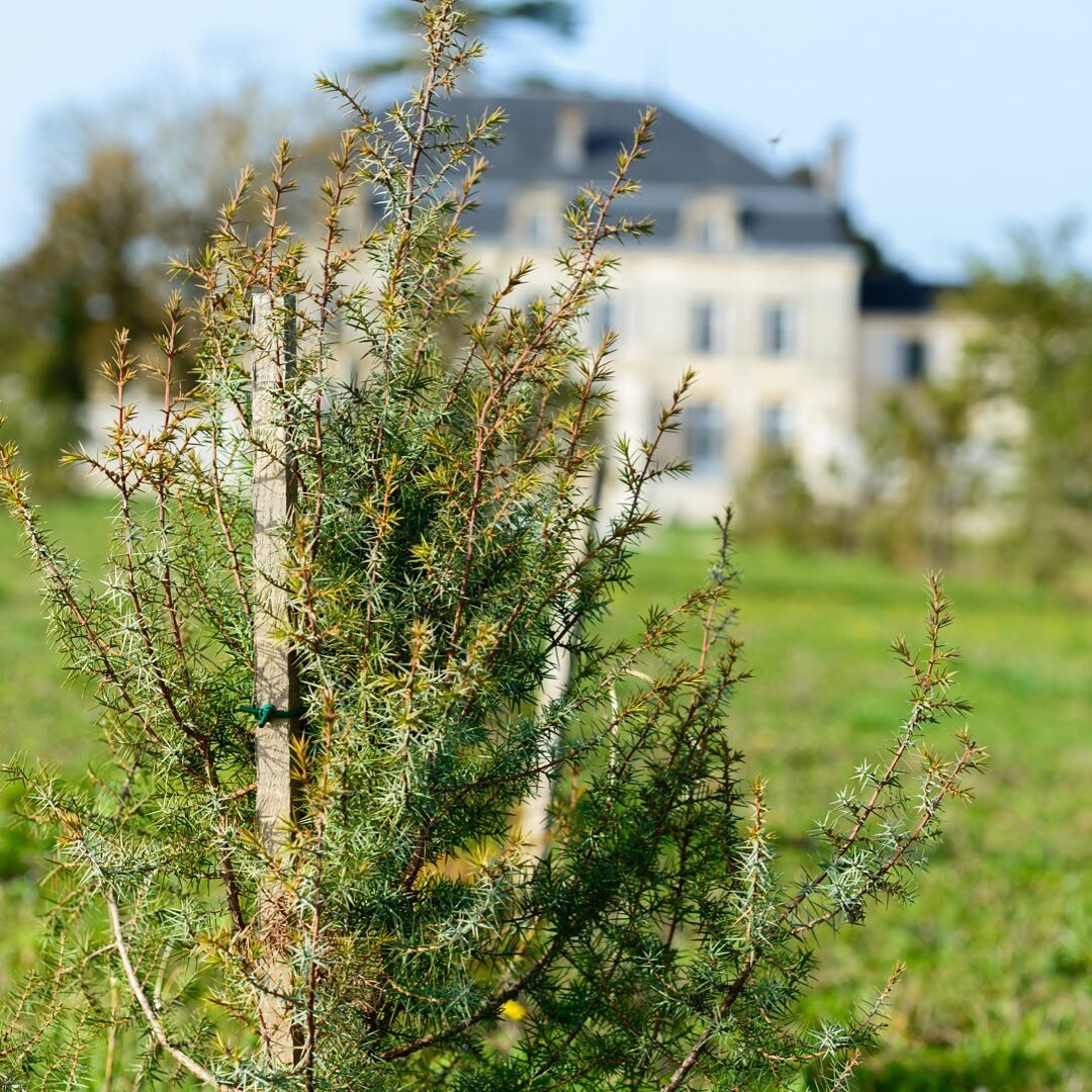 Respecting the environment and favoring local products is a priority for @citadellegin. Opposite the Ch&acirc;teau de Bonbonnet, home of Citadelle and its new distillery, 2,500 juniper trees have been planted on nine hectares. Cultivated using 100% n