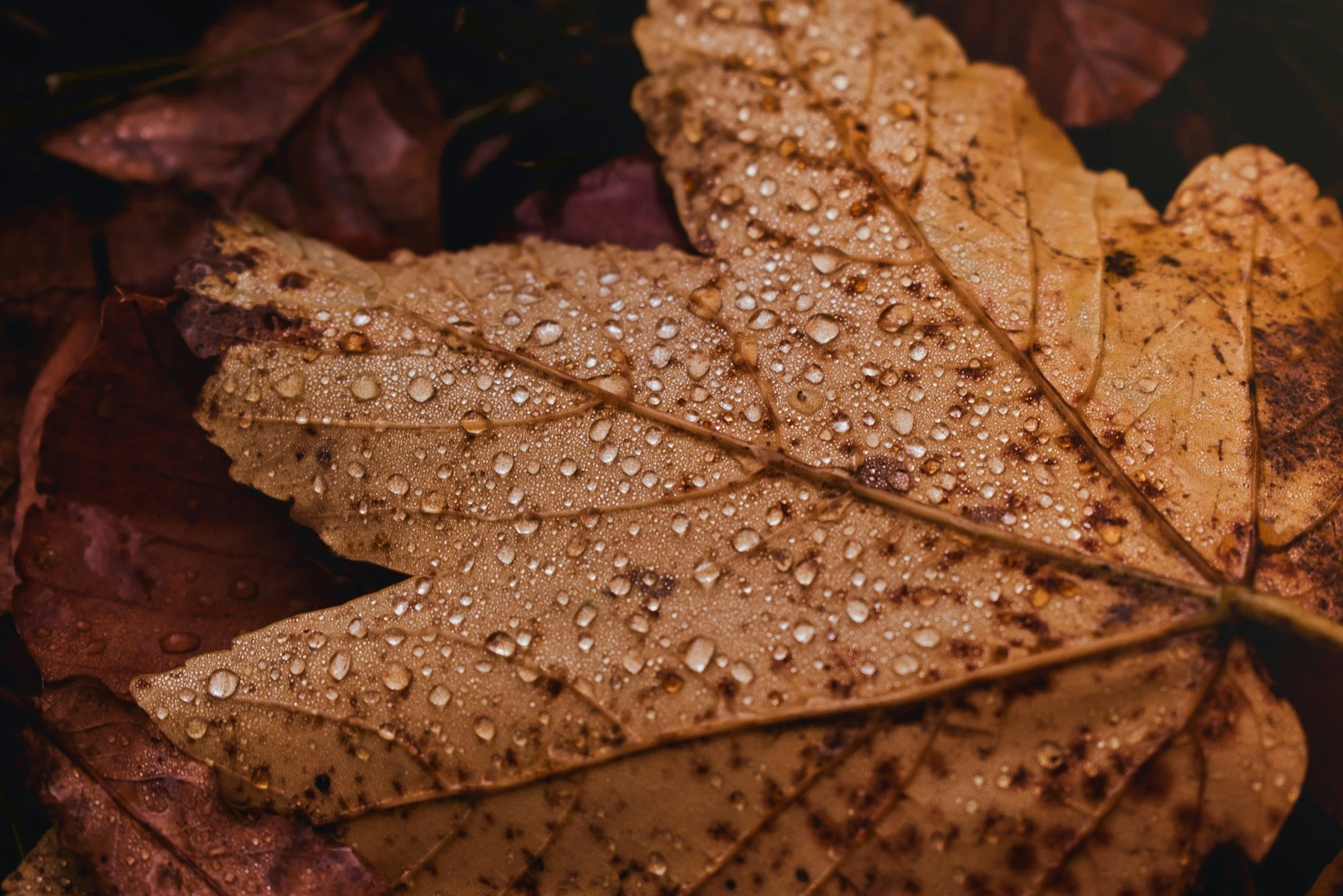 November Program