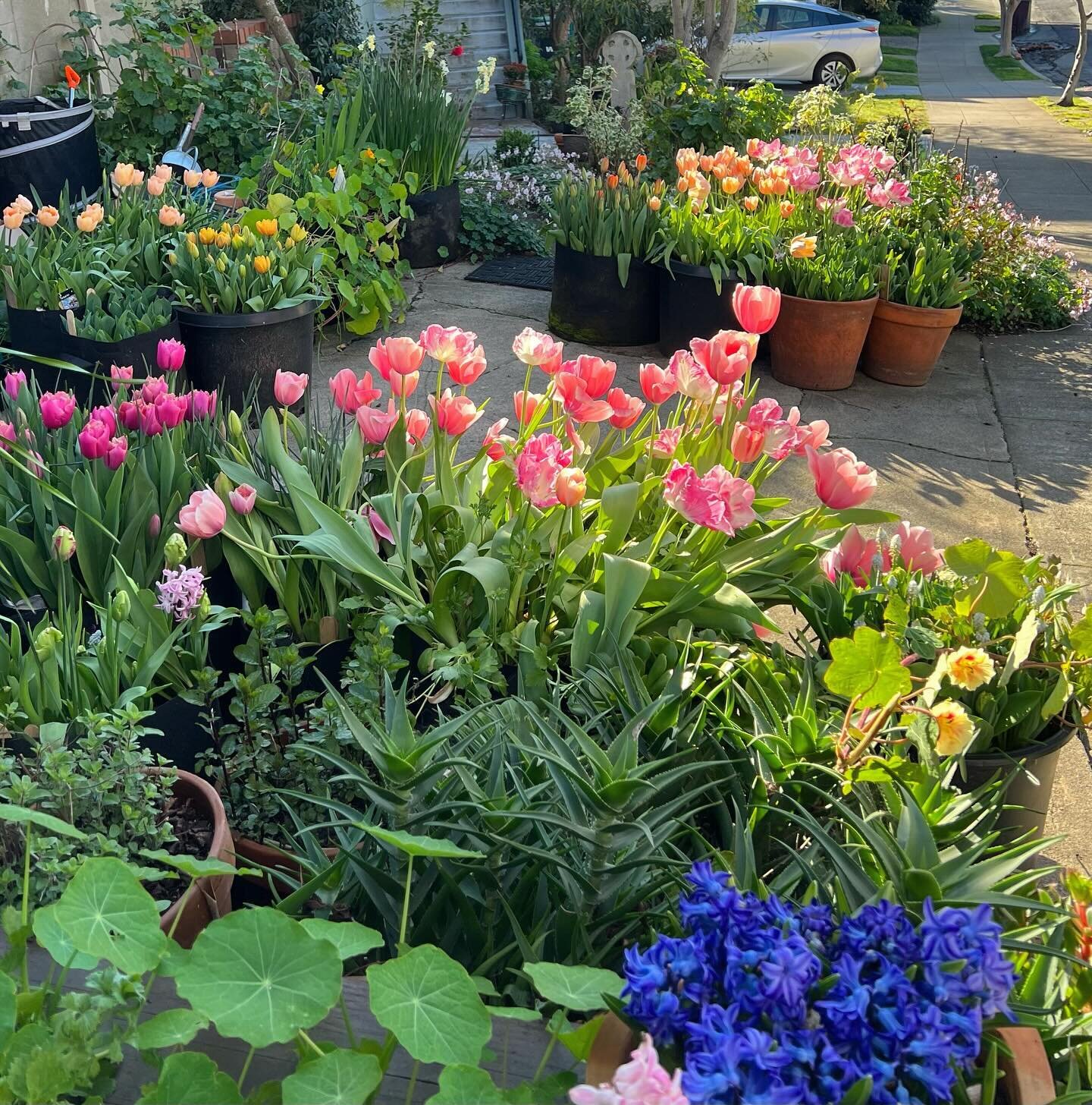 Cute view of the driveway tulip garden 🌷🌷🌷 Let me know if you&rsquo;d be interested in buying tulip bunches. Many are very special, out of the ordinary varieties grown from premium bulbs. Not my normal thing, but I&rsquo;d love to share some of th