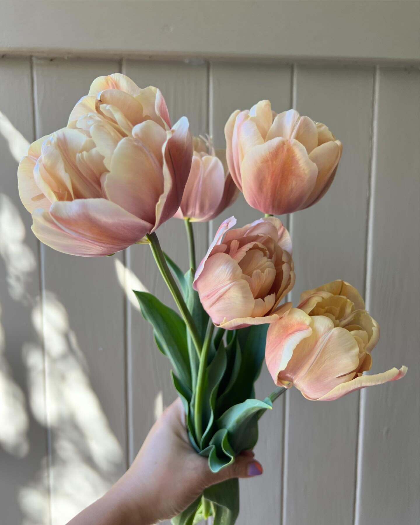 Happy First Day of SPRING!! 🌷🌷🌷 Everything is waking up (myself included) and I&rsquo;m soaking up every last blossoming tree, fuzzy &amp; neon green baby leaf on the branches, and of course, these beautiful tulips and all the other spring flowers