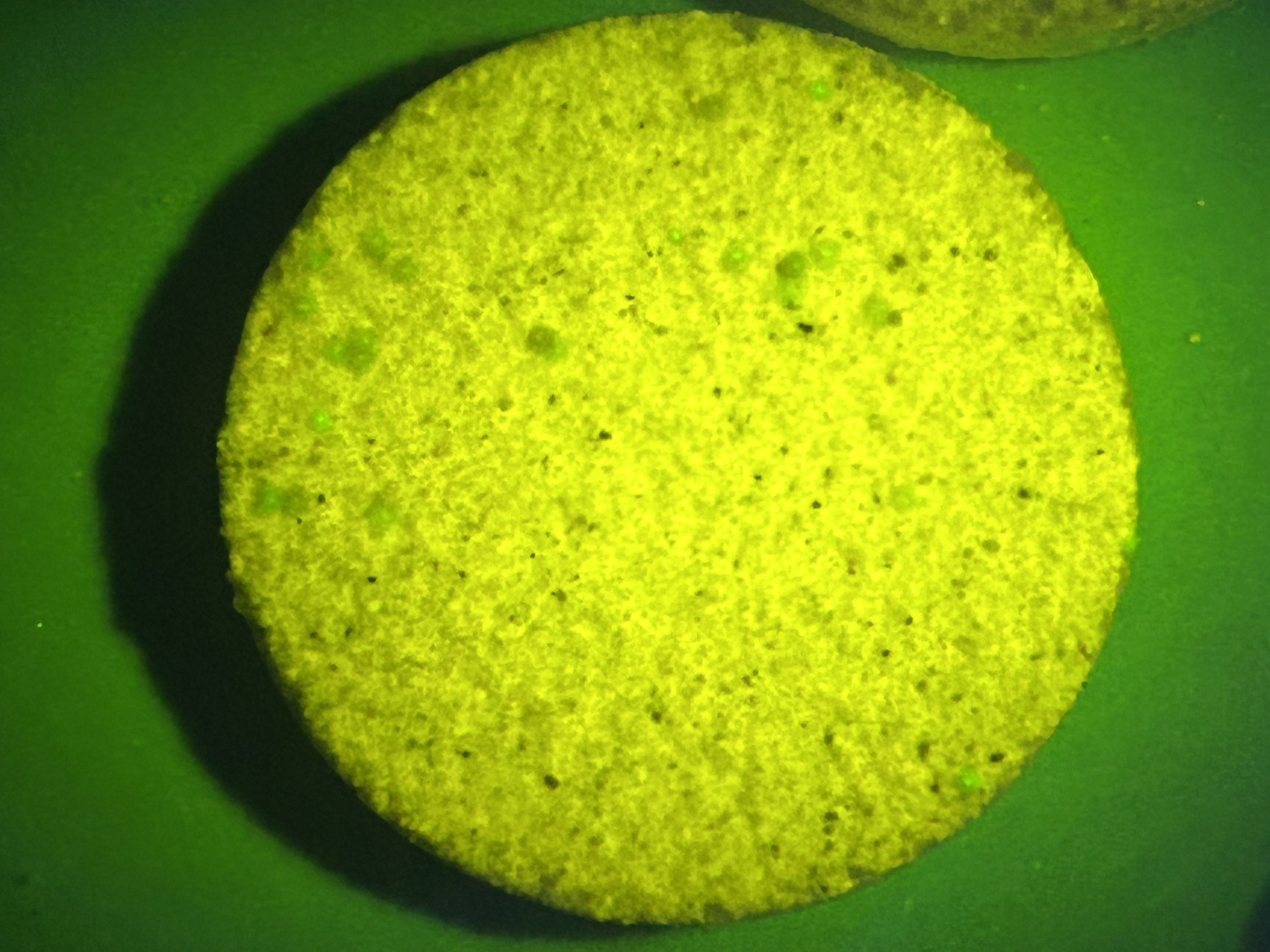 Hudson_A_palmata_primary_polyps_Santa_Marta_30Aug2024.jpg