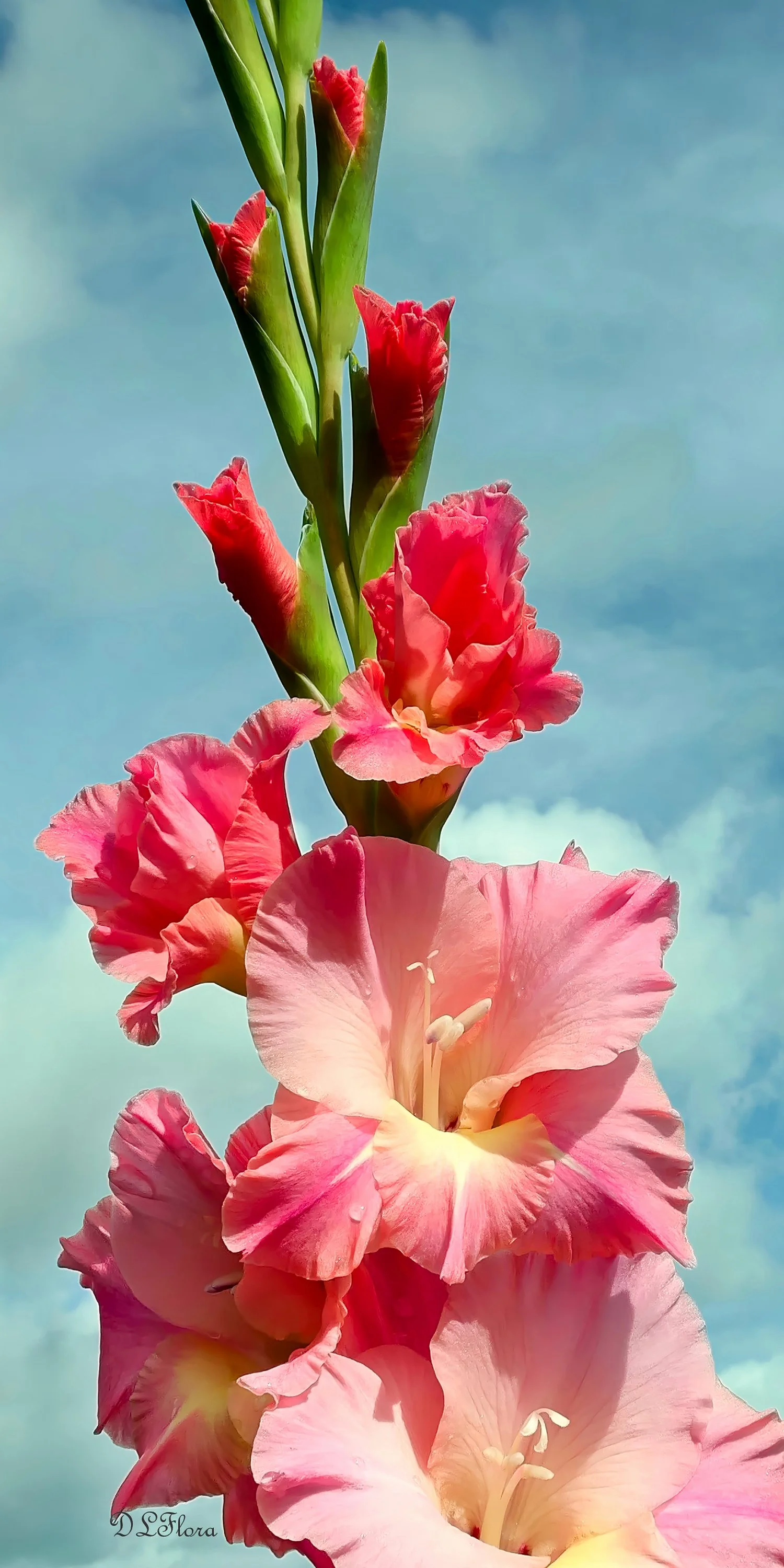 Reach for the Heavens, Donna Lovelace-Flora, Photography, 14” w x 26” L, $275, donnaloveflora37@gmail.com