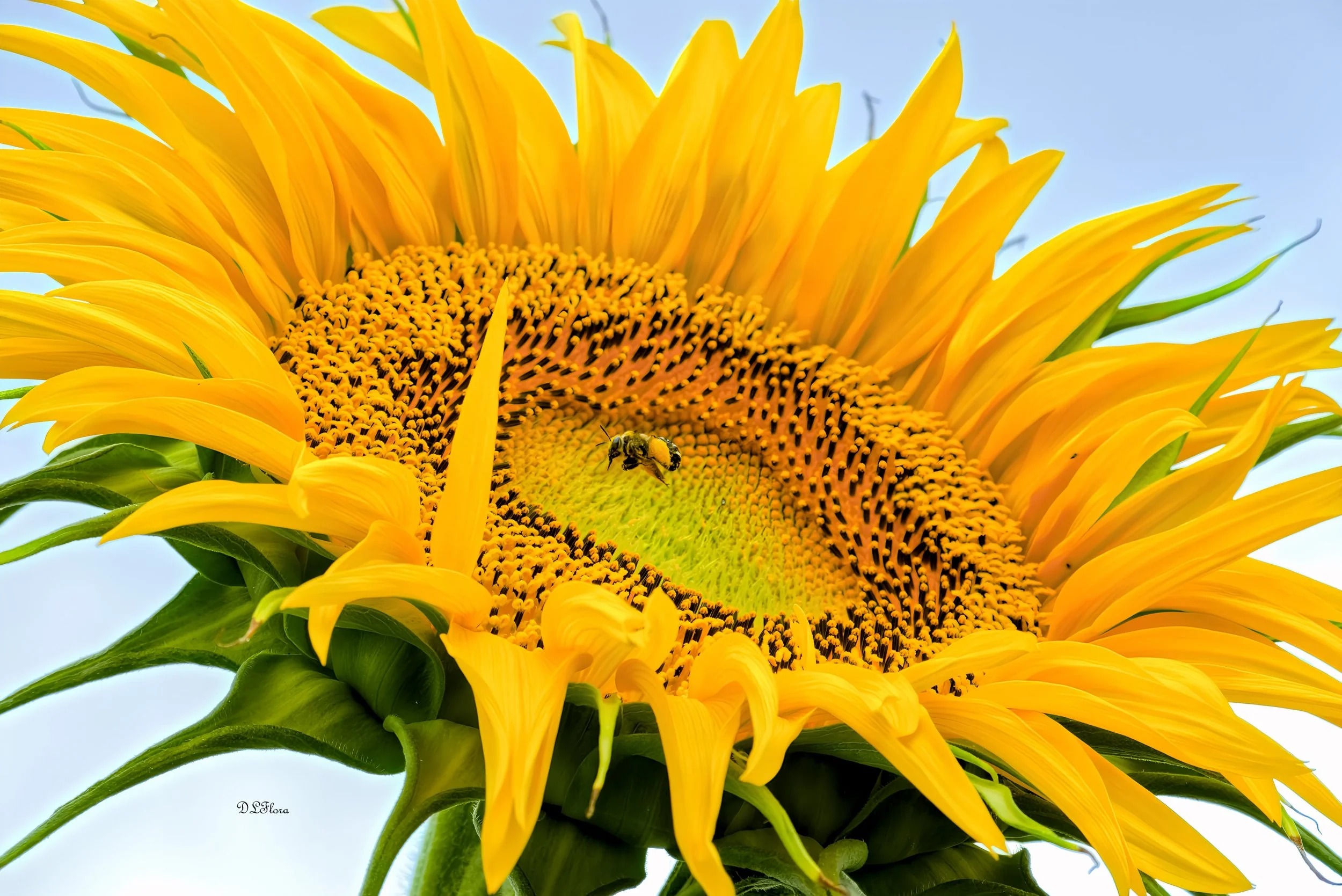 Donna Lovelace-Flora