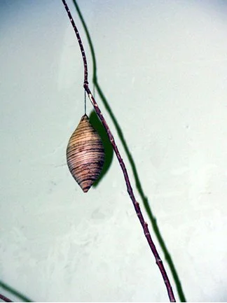 amandab detail 1.jpg