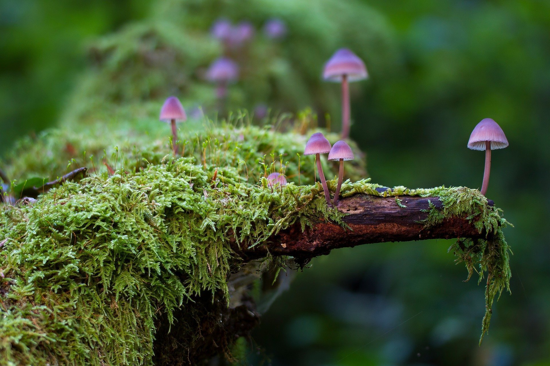 mushroom-2786789_1920.jpg