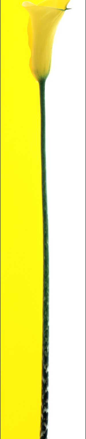 5. Singles Bar:Yellow, 2004, cibachrome photograph, 191 x 36 cm .jpg
