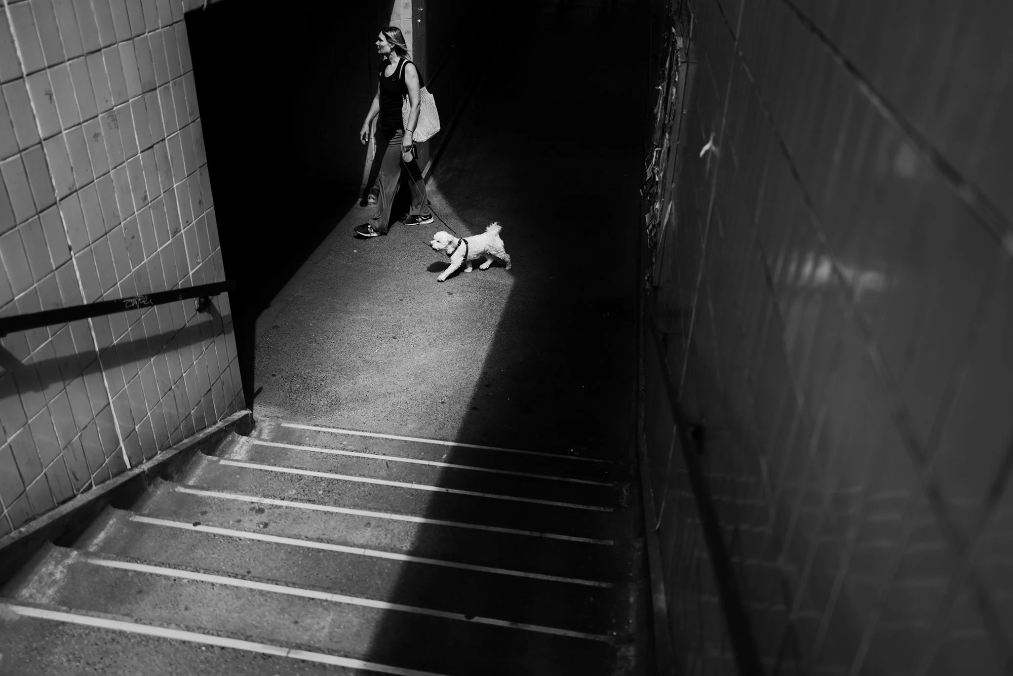 underpass-dog-1000019-Edit.jpg