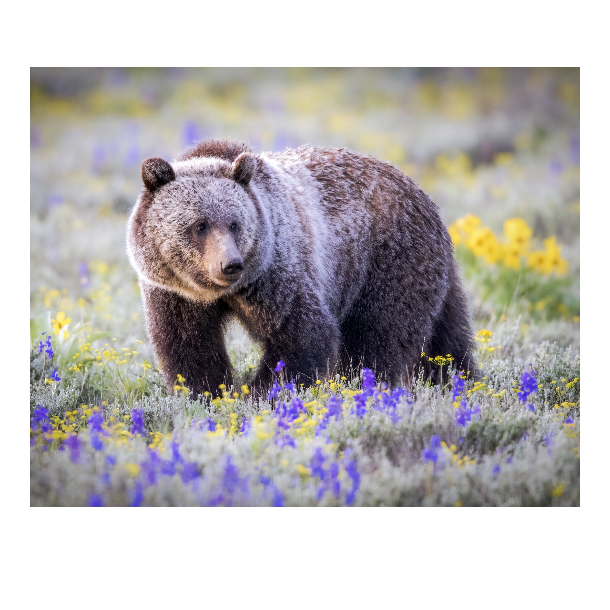 Grizzly in the Flowers | Fine Art Print