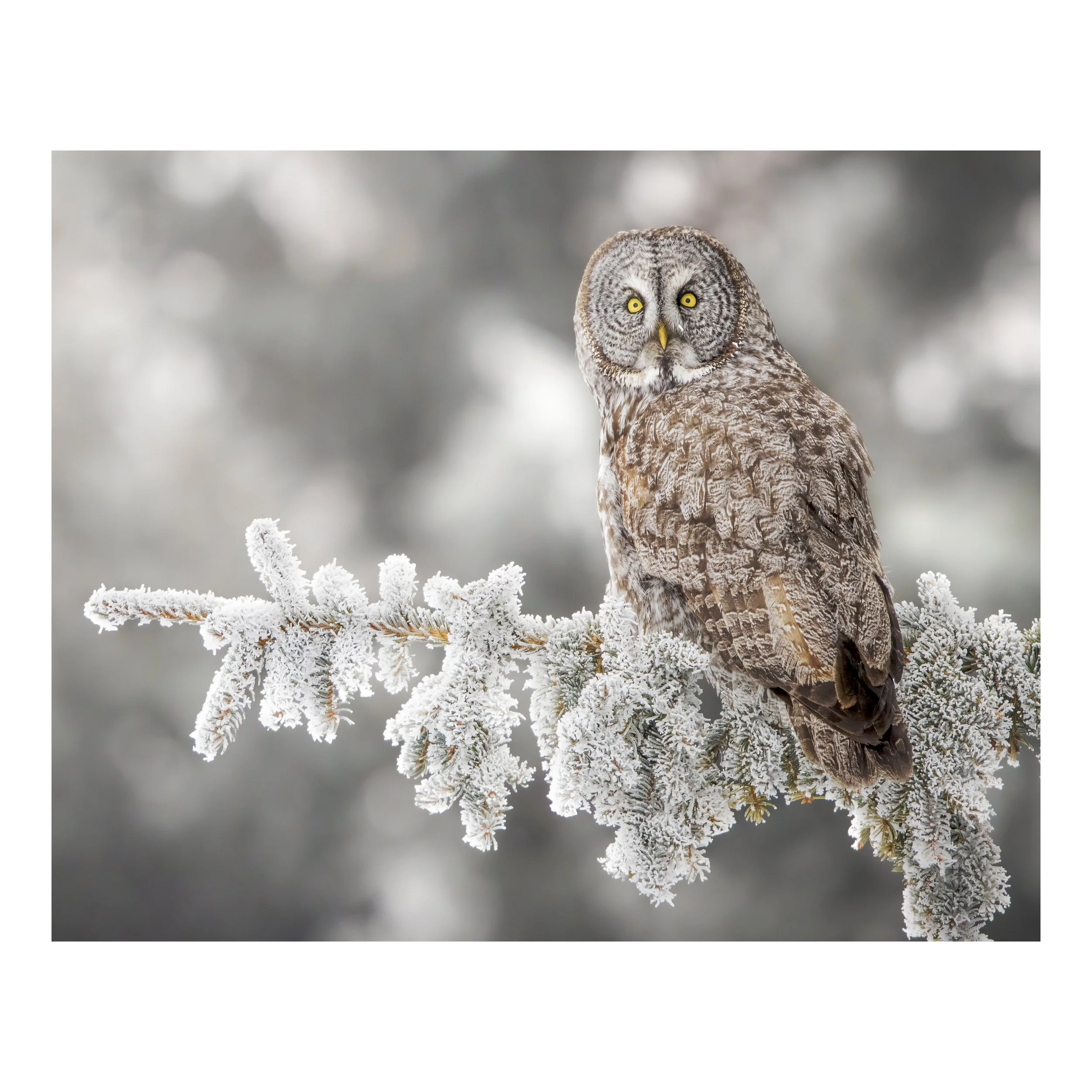 Frosty Gaze