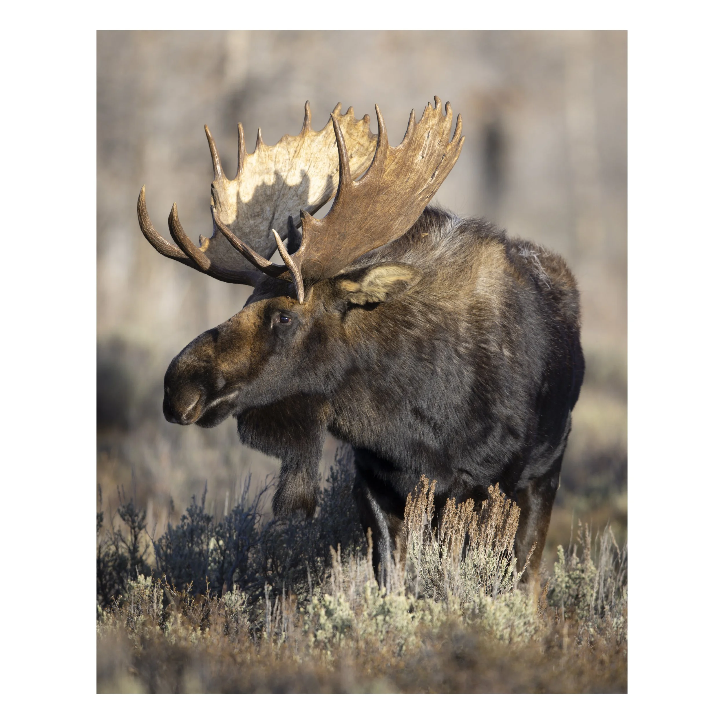 Bull Moose in Charge