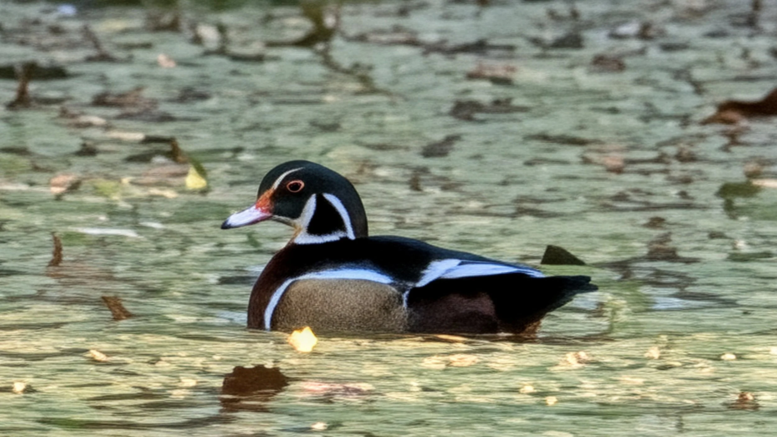 Wood Duck, Missouri