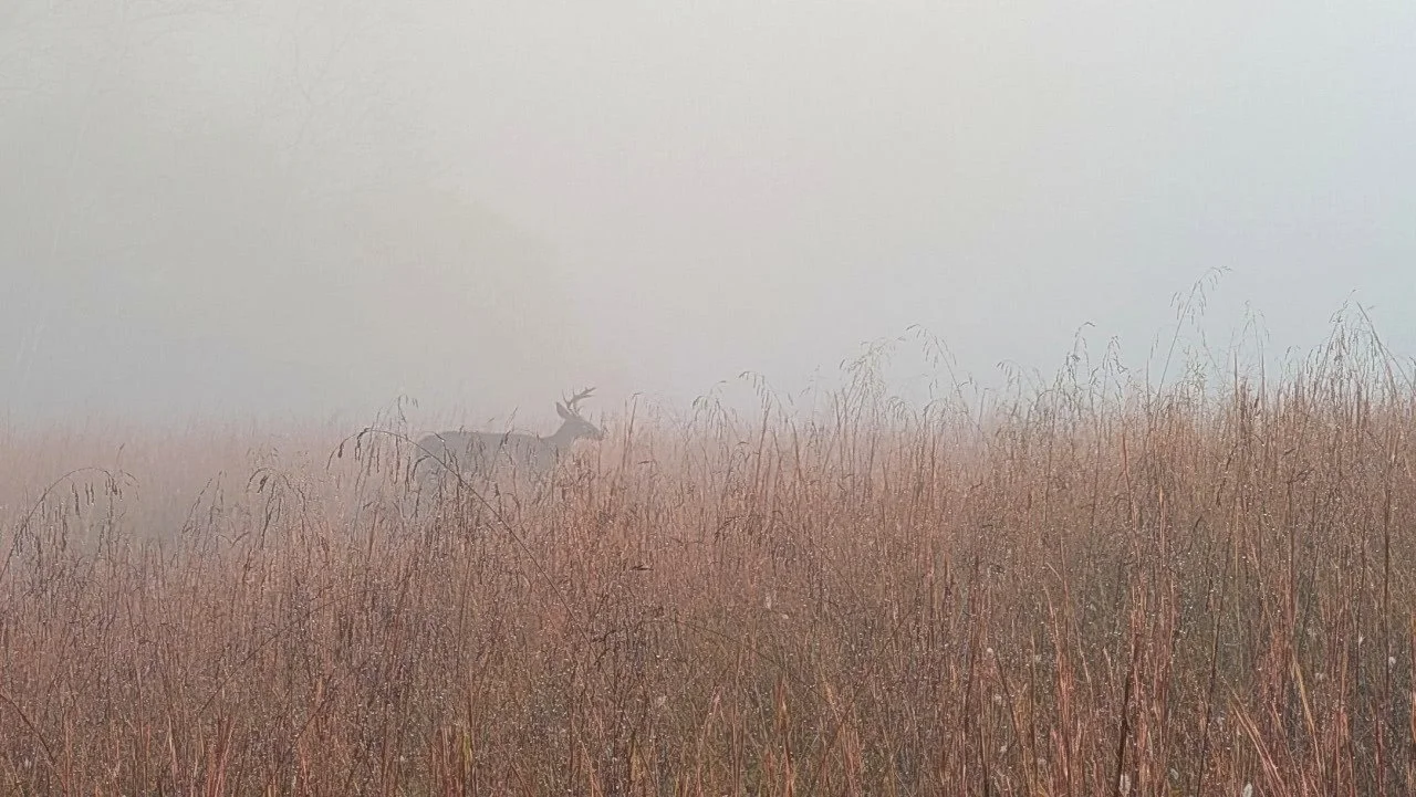 Deer, Cades Cove, Great Smoky Mountains National Park