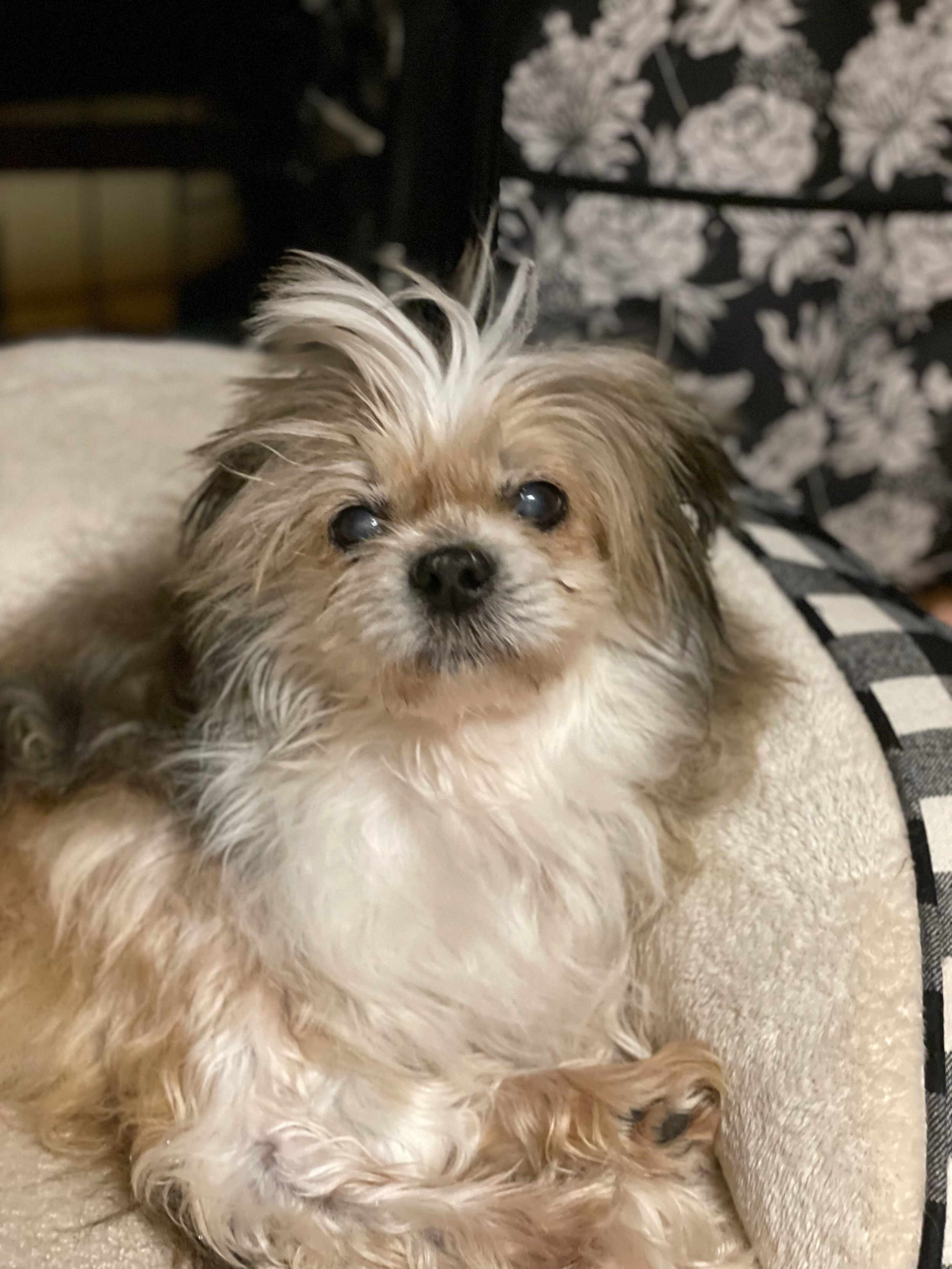 Dog Adoption Tzu Rescue Senior Shih Tzu Adoption Top