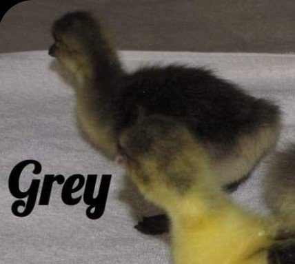 Gosling Solid Grey 2.jpg