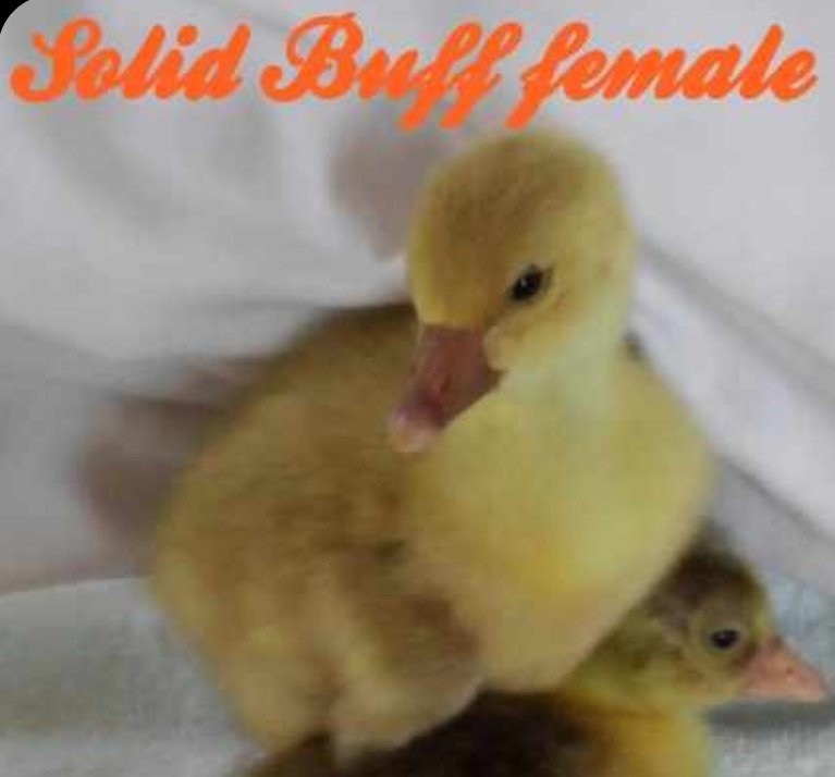 Gosling Solid Buff.jpg