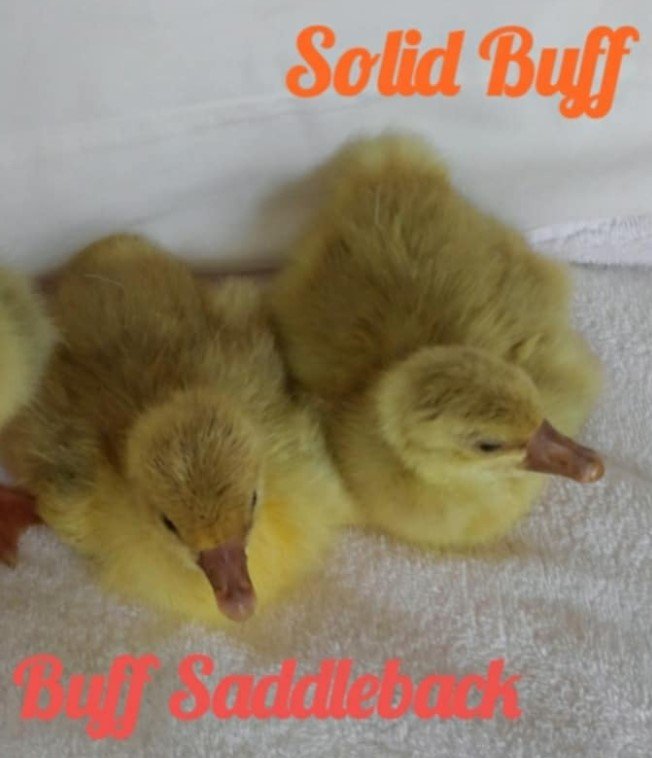 Gosling Buff Solid vs Saddleback.jpg