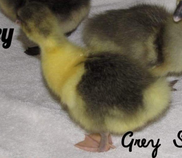 Gosling Grey Saddleback 2.jpg