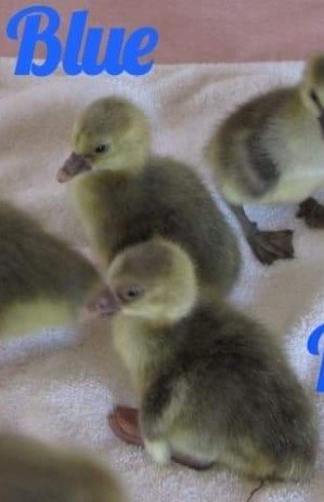 Gosling Blue 2.jpg