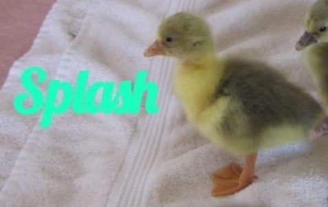Gosling Splash 4.jpg