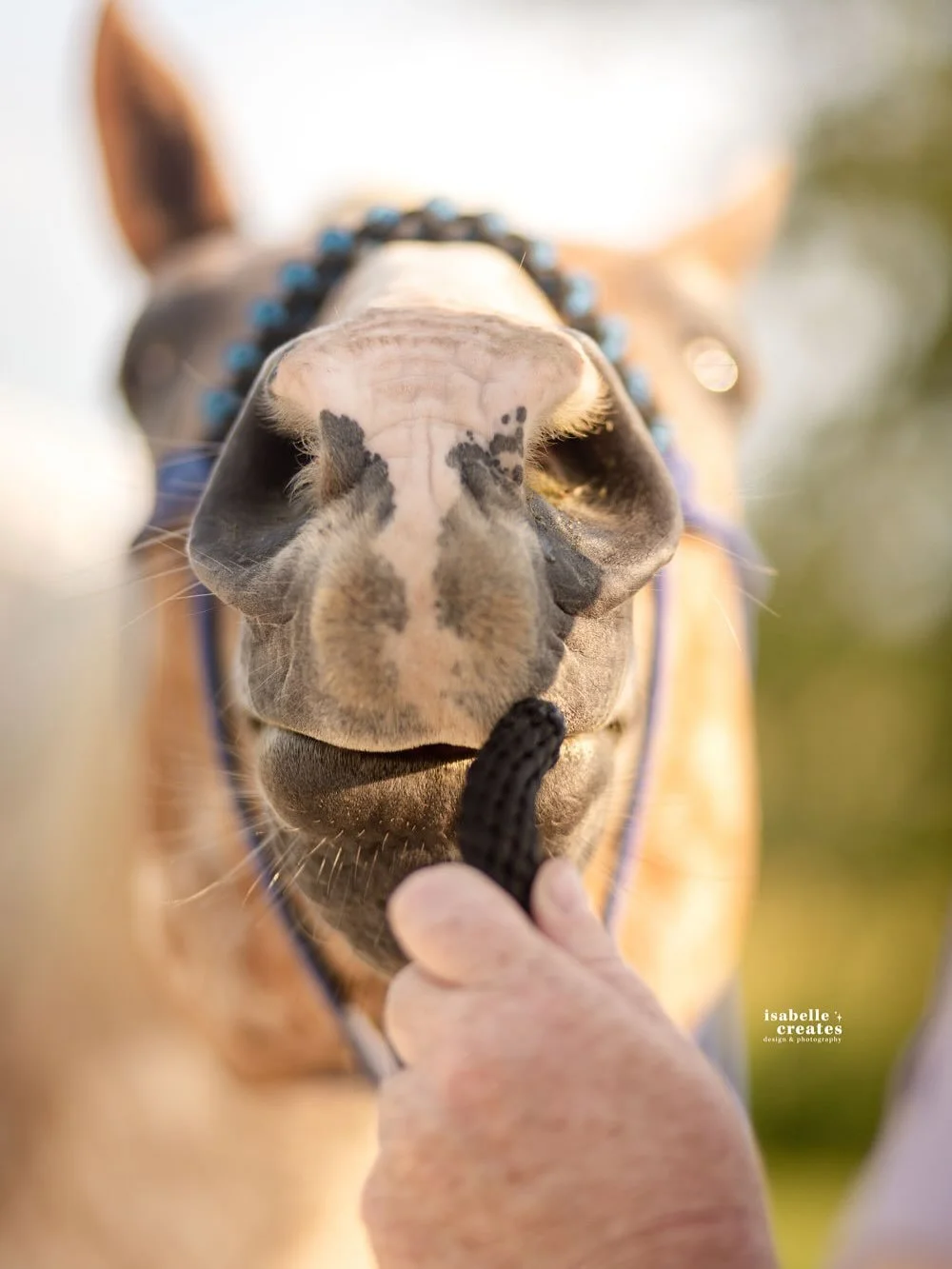 The little details that make me love photographing horses 🐴✨
Soft noses, a good saddle, and that perfect lighting. Can&rsquo;t get enough of moments like these.

Second shot for @bgyphotograph 

. . . 
Horse Photography, Western Details, Equine Port