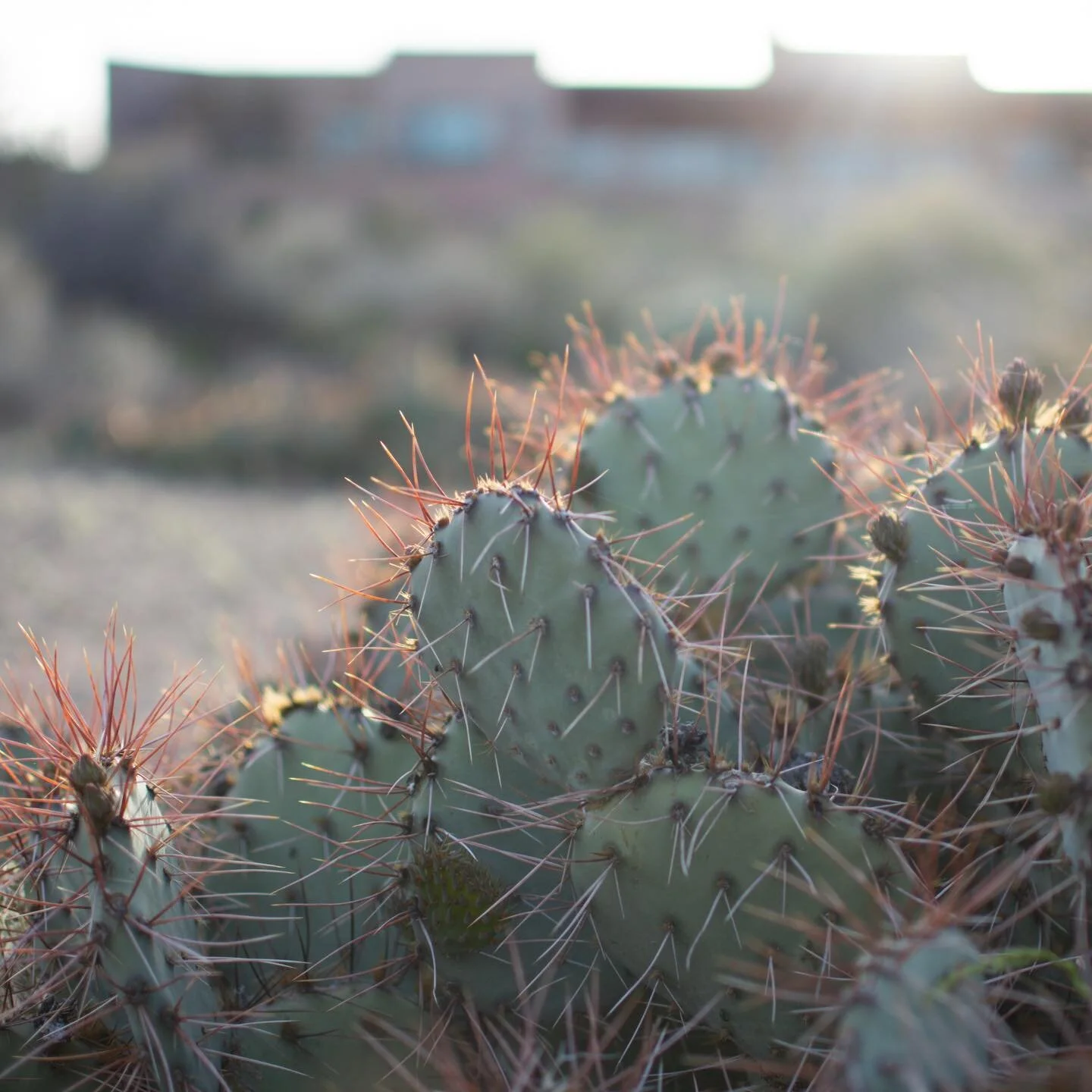 It&rsquo;s no secret that I love photography. 

I have recently committed to bringing my camera more places with me so that when I see something I like I snap a photo. 

I want to grow in the skill of photography as well as it opening my eyes for ins