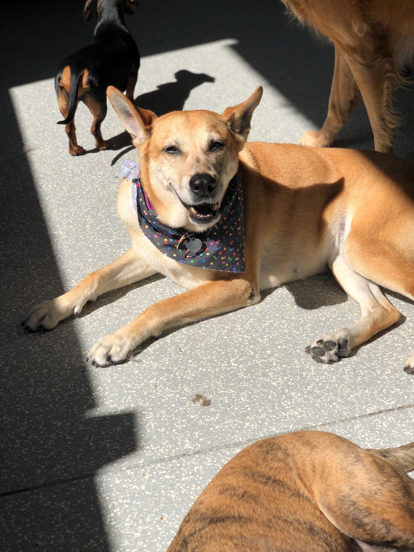 When pups find the sunny spot in daycare!

#sunnydays #dogslife #dogsofig #dogsofinsta #doglife #doglovers #dogmom #dogsinlove #dogdadsofinstagram #doglove #dogsofcalifornia #dogsonthebeach #dogsatthebeach #dogspa #dogtrainers