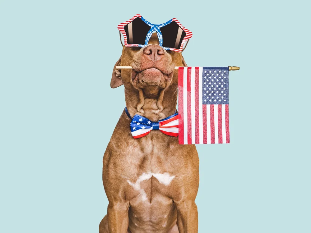 Celebrate the Fourth of July with Your Pup Safety Tips You Need to