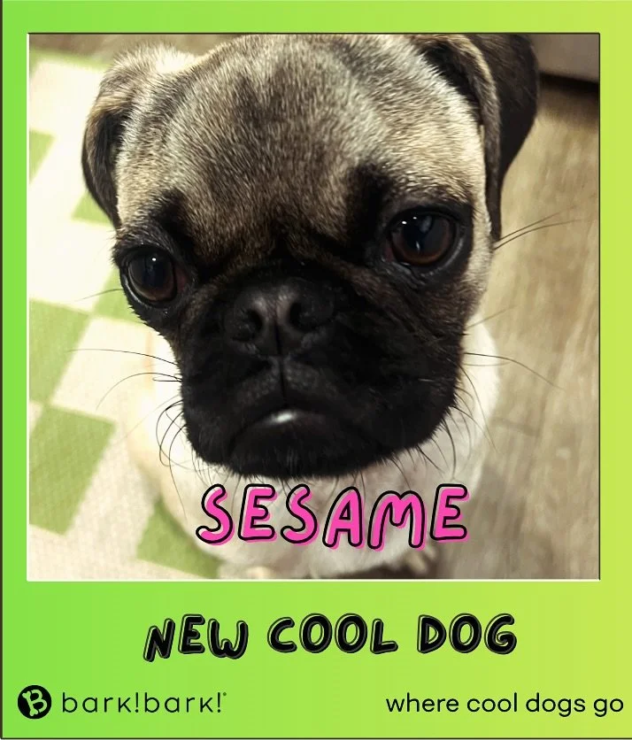 Welcome the new cool dogs on the block. Schedule your pups FREE temperament test. 🗓️ 7 days a week | 562-427-3655  #dog #dogdaycare #dogsofinstagram #wherecooldogsgo #dogsoflongbeach