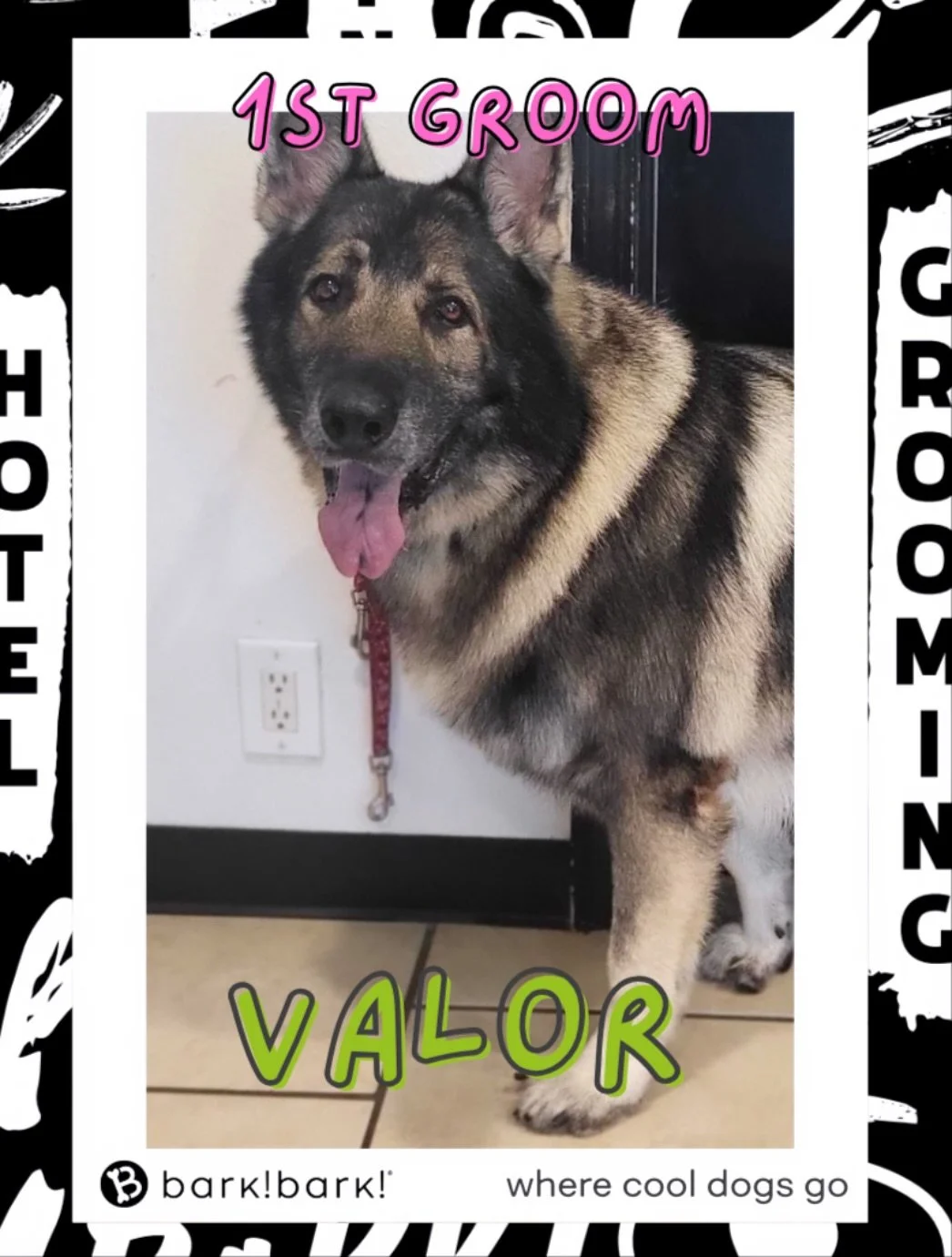 Looking cool, feeling fresh - Valor&rsquo;s 1st groom at bark! bark! 📍2655 St Louis Ave Signal Hill Ca | 7 days | 8-5 | 562-427-3655 #grooming #doggroomer #firstgroom #puppy #longbeach #signalhill