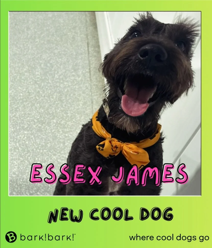 Welcome the new cool dog on the block. Schedule your pups FREE temperament test. 🗓️ 7 days a week | 562-427-3655  #dog #dogdaycare #dogsofinstagram #wherecooldogsgo #dogsoflongbeach