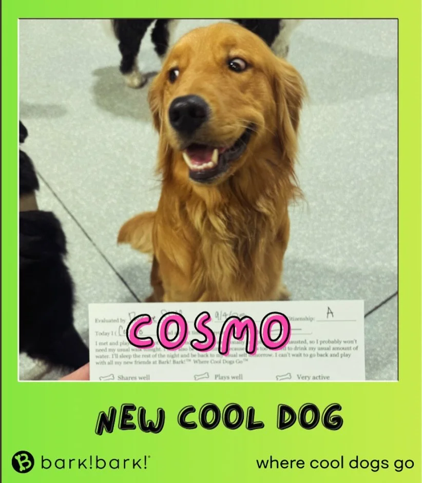 Big smiles, new friends- Welcome the new cool dog on the block. Schedule your pups FREE temperament test. 🗓️ 7 days a week | 562-427-3655  #dog #dogdaycare #dogsofinstagram #wherecooldogsgo #dogsoflongbeach