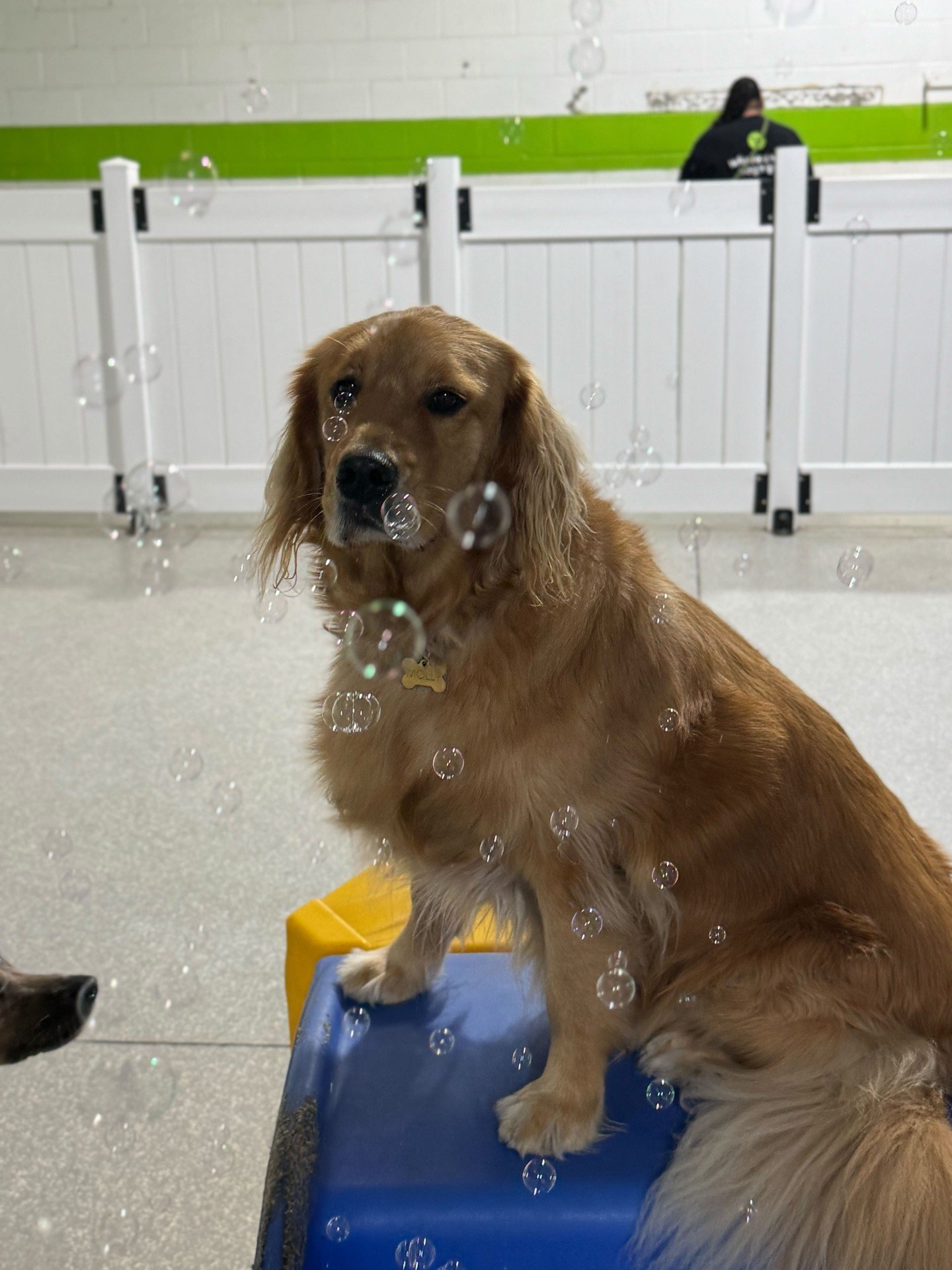 Chasing bubbles like it&rsquo;s their full-time job 🫧🐾