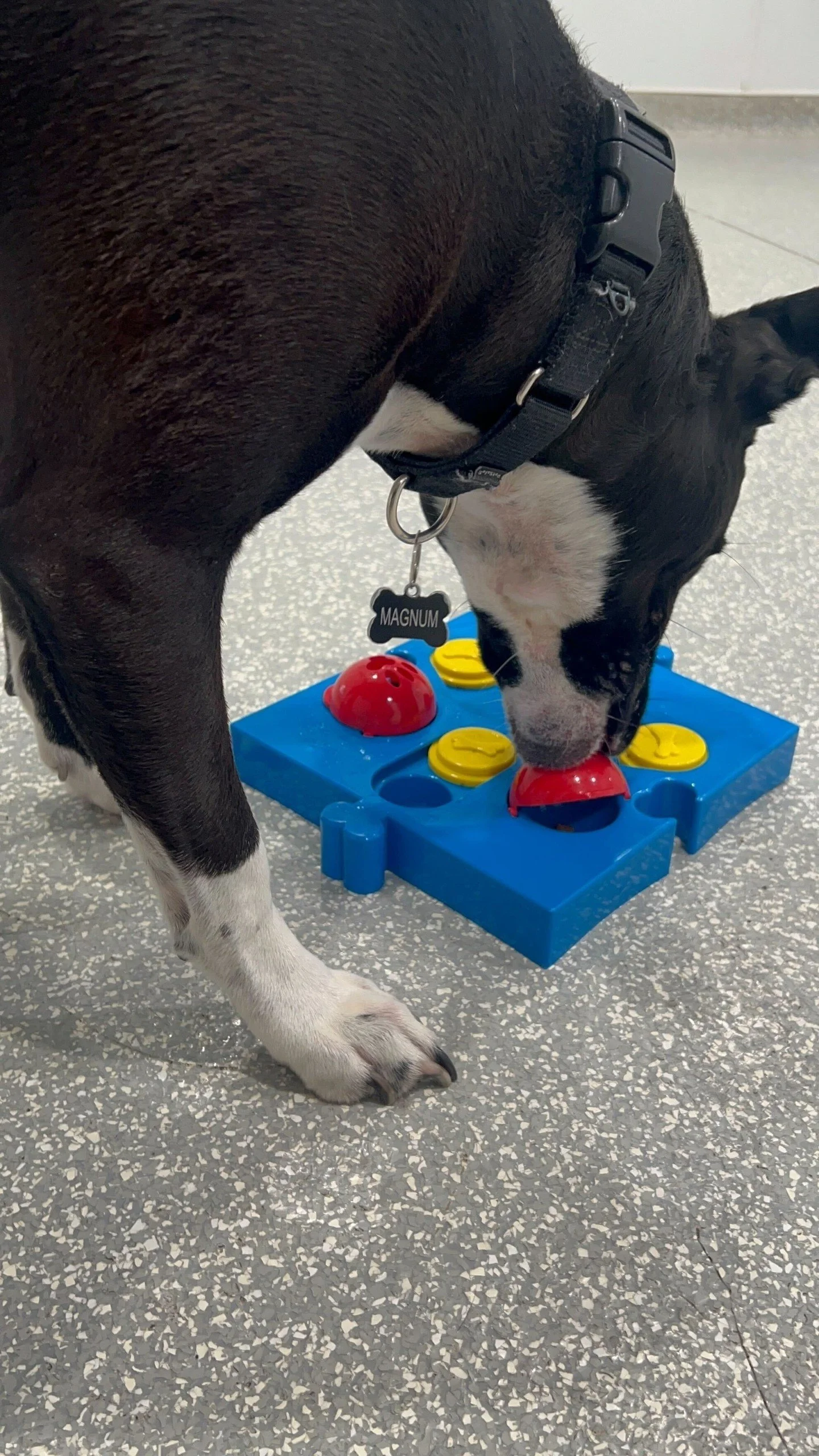 Not your average daycare 🐶✨
bark! bark! is a cut above the rest&mdash;with activities for every kind of pup.