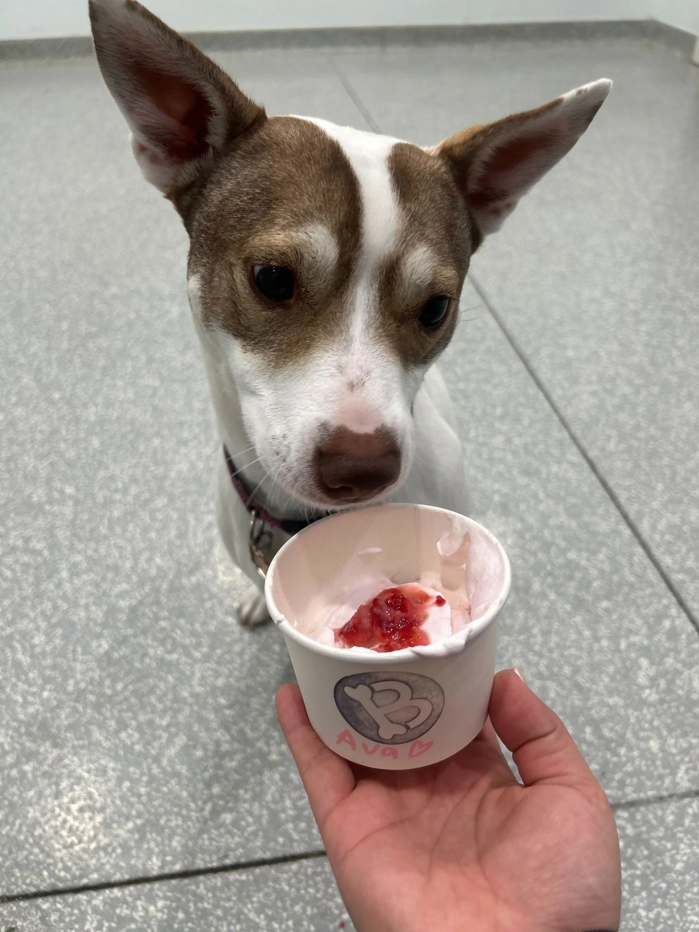 Pupachinos = instant happiness