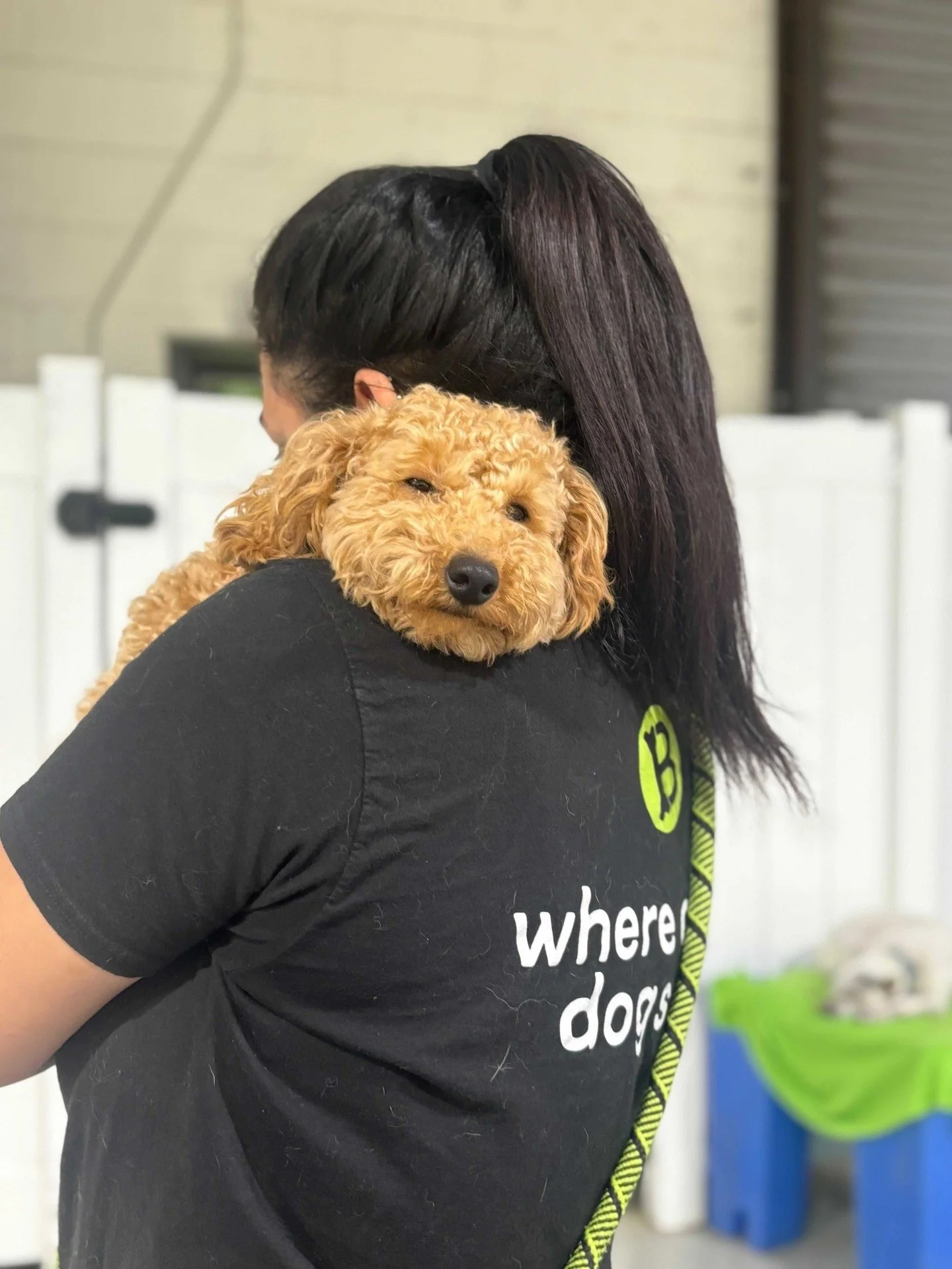 Warning: side effects of working at bark! bark! may include excessive cuddles and instant best friends 🐾✨