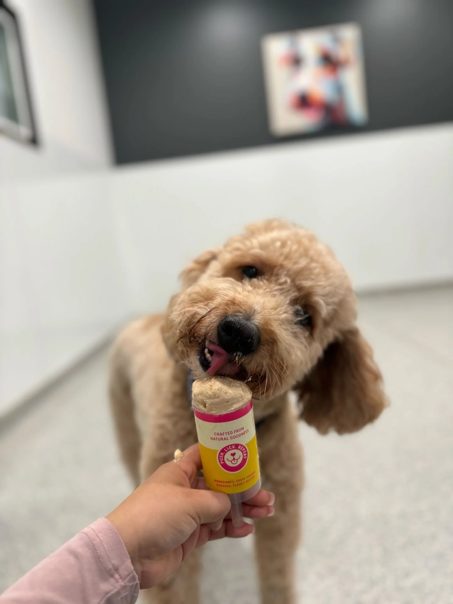 Want to add a little extra love to your dog&rsquo;s stay? 🐾
Ask us to add a Push pup to their bark! bark! day ✨