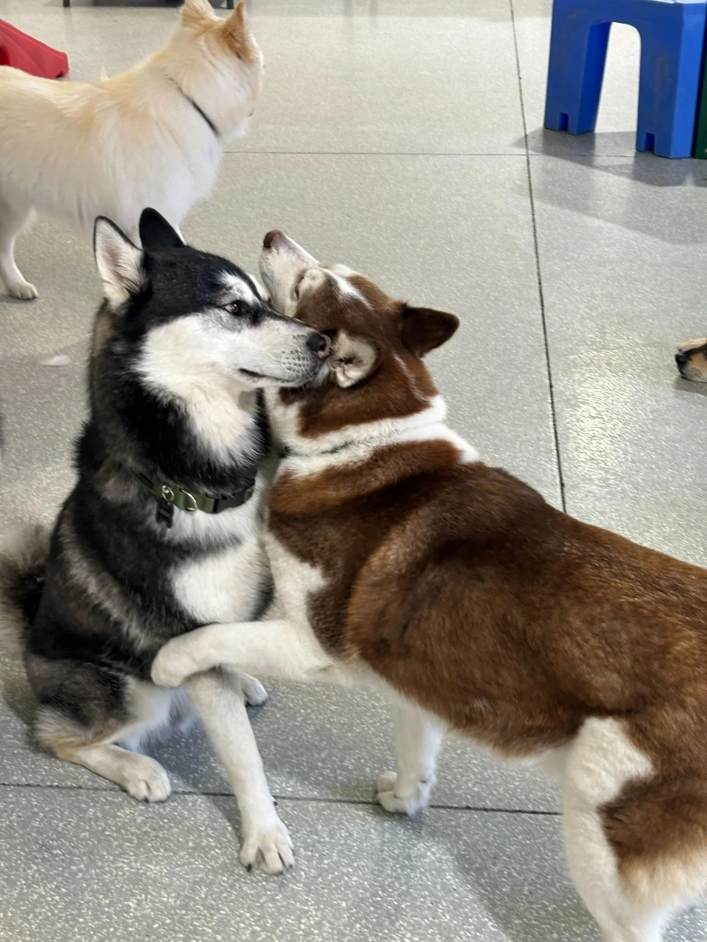 Safe play. Happy pups.
This is bark! bark! energy