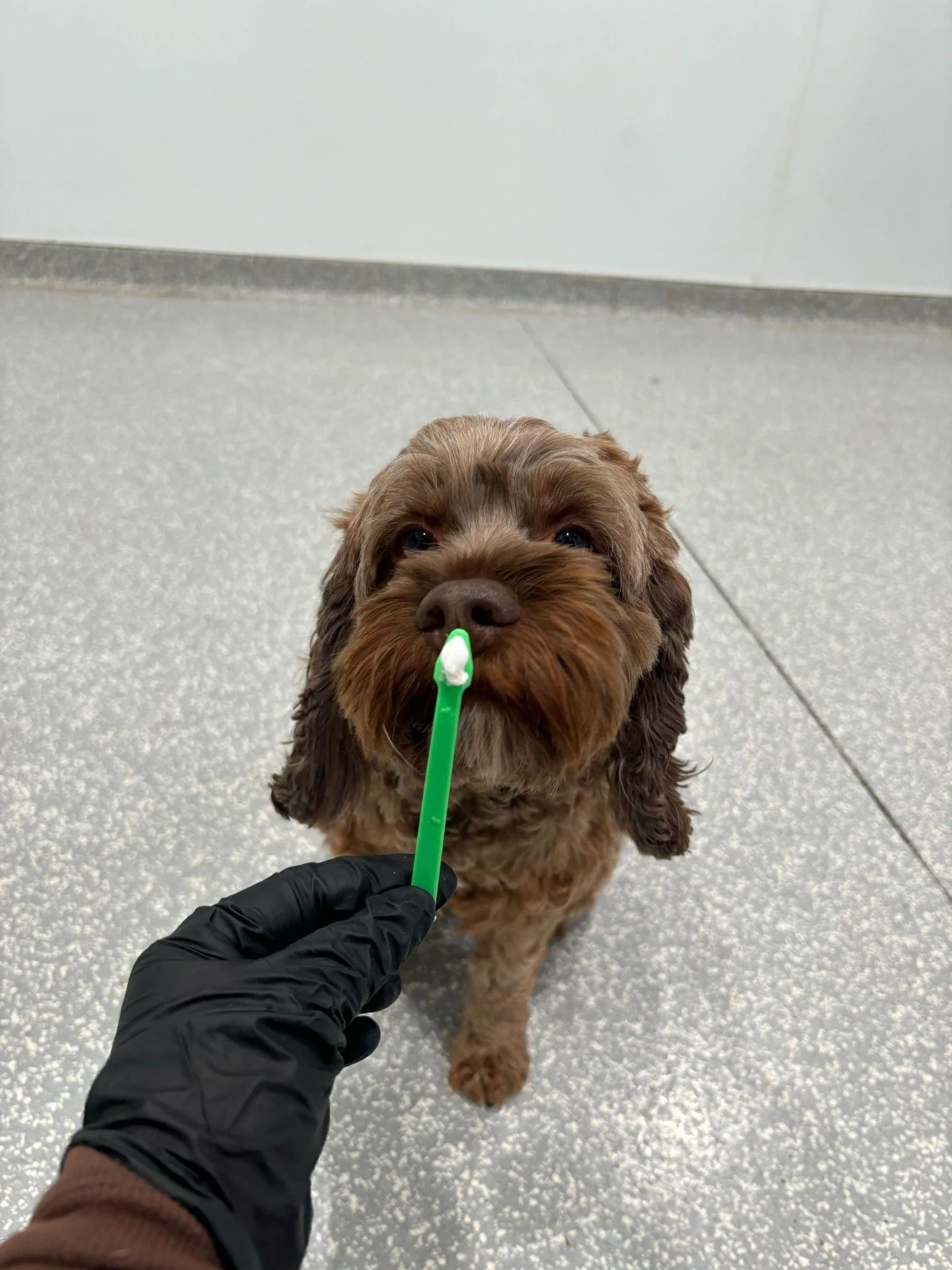 Wellness matters 🦷🐶
Just another way bark! bark! is a cut above the rest.